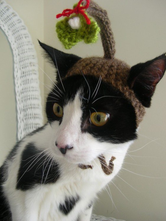 AlleghenyVet's tweet image. Attn Cat Owners: Many festive plants are poisonous, including: holly, mistletoe, Lillies, Poinsettia &amp;amp; Amaryllis.