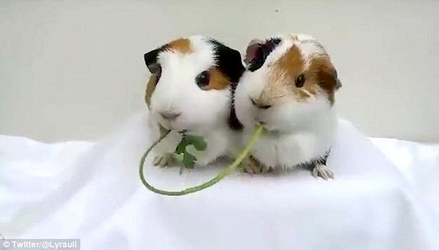 트위터의 Orangeflower08 님 あ ハムスターって書いたけど