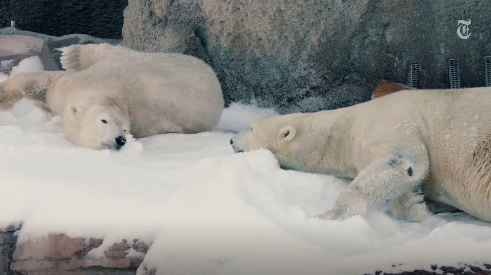 nytimes's tweet photo. Polar bears at the San Diego zoo got a surprise gift of snow, and the result was total bliss https://t.co/vCOT60QcQN https://t.co/n8W3jeLhPY