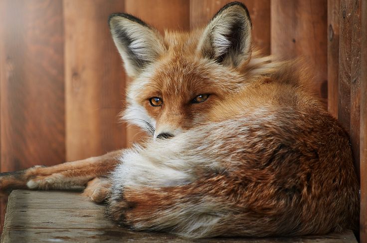 FOX