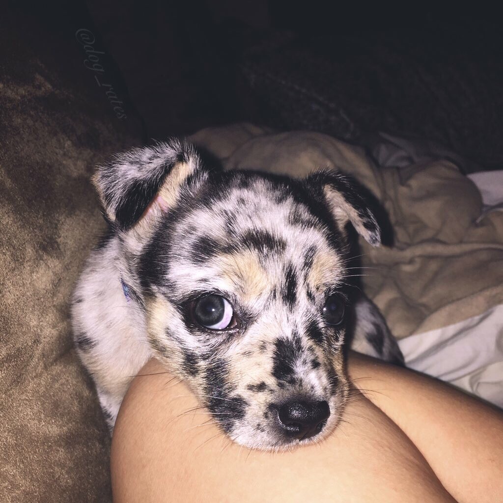 dog_rates's tweet photo. Everybody look at this beautiful pupper 13/10 https://t.co/hyAC5Hq9GC