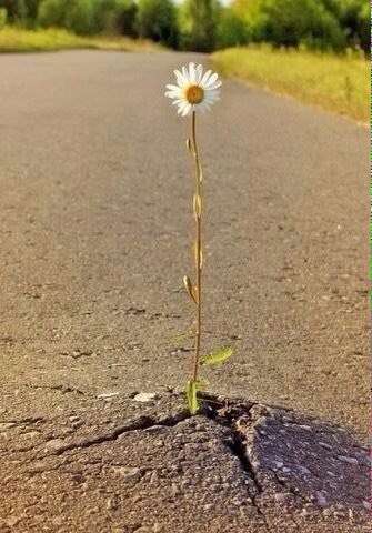 Lenur Devletov (@seyranovich) on Twitter photo 
