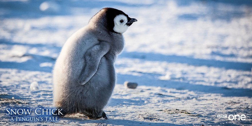 BBCOne's tweet photo. First steps are incredibly special moments for any animal. #SnowChick https://t.co/0TtnOfT7EN