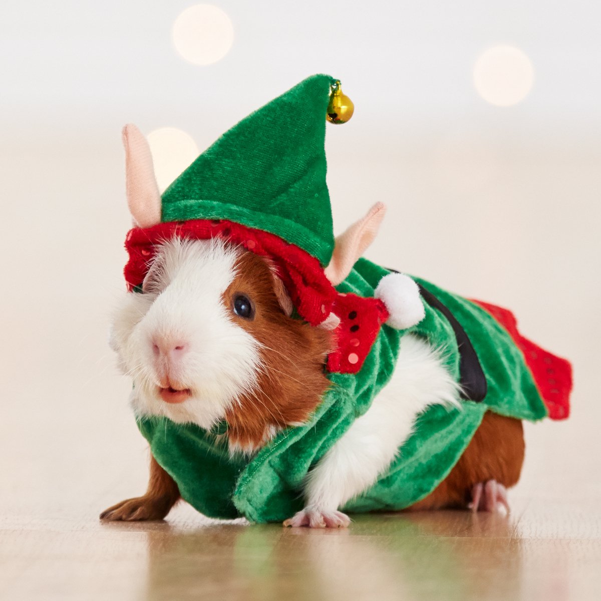 Small pets can be great gifts for the #Pawlidays. Here's everything you need to know: petsmartsocial.com/SmallPetGuide