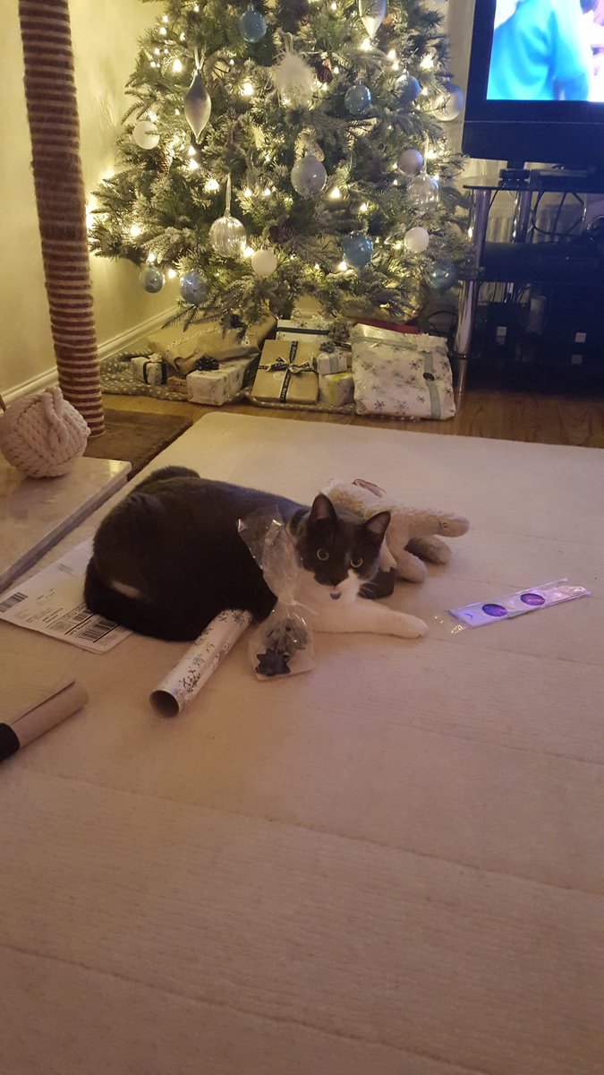 aishalala's tweet photo. The grumpiest elf helping wrap presents *now with added claw holes 🎁🐱 #Christmascat #presentproblems https://t.co/GcKKAaMaGI