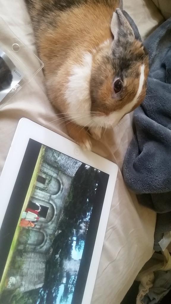 mymelodyy_'s tweet photo. #rabbitprobs https://t.co/lIFZTw88VQ
