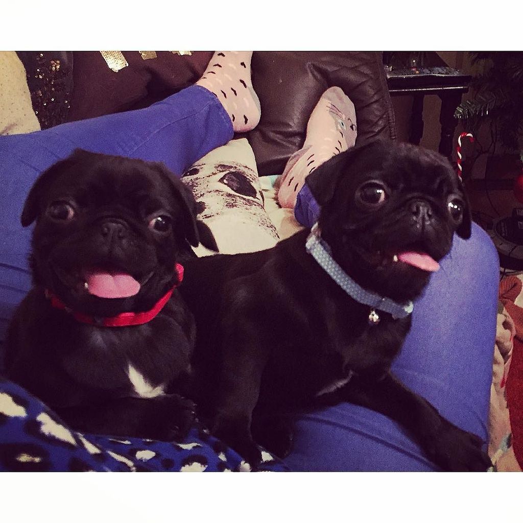Puglee_Pug's tweet photo. Ooops! May have got another! Meet Brooklyn Ray (left) I think that's enough pugs for now! #pugs #bostonray #brookly… https://t.co/2vFI2ALnoi