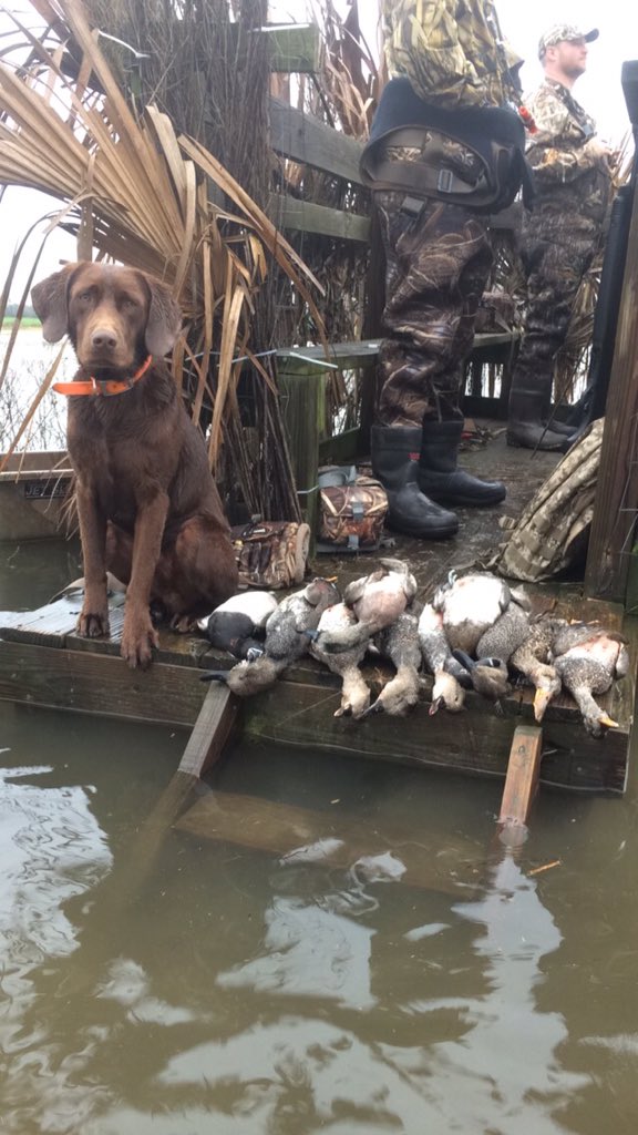 FeatherhornFarm's tweet photo. A great hunt with some great people. Merry Christmas! #ducks #duckhunting #gadwall #wigeon #ringnecks #chesapeake https://t.co/MaJ7jAUO0j