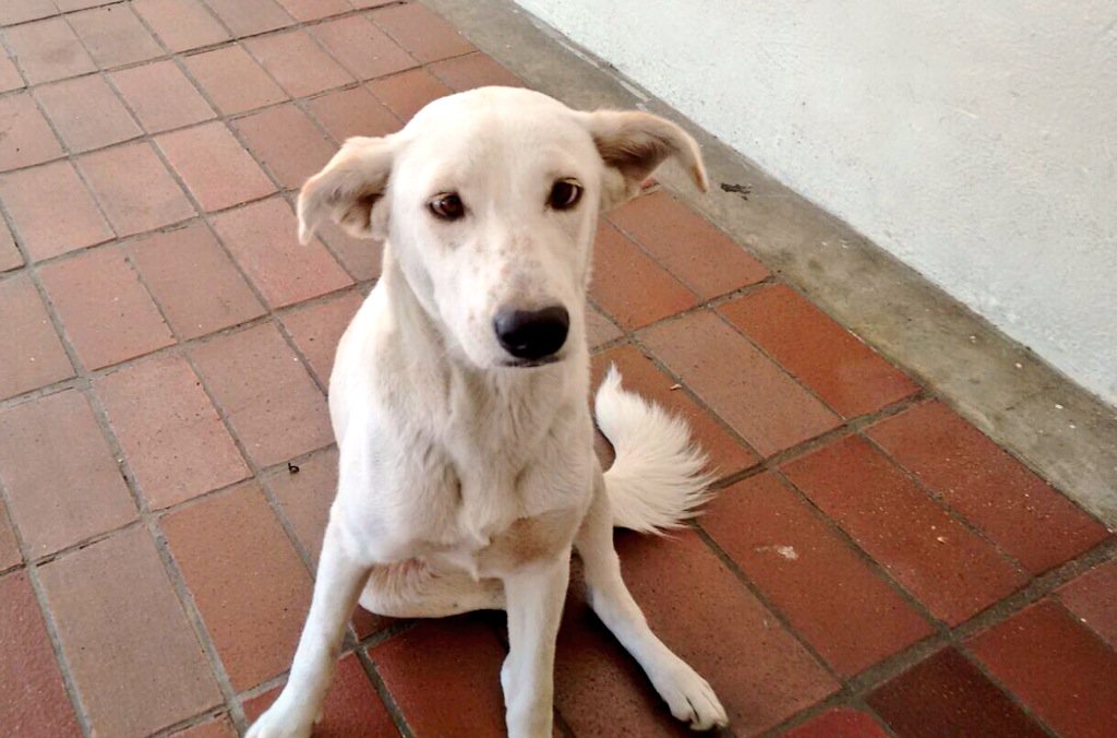 gacusb's tweet photo. La hermosa #BizcochoUSB esta en #Adopcion!! Ella sólo quiere mucho amor, deseas adoptarla? #Caracas ❤️🐶 04241955052 https://t.co/v5OTxNueSz