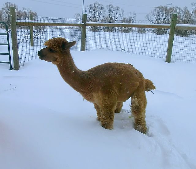 TheRealOtisFuzz's tweet photo. Shanny & Benny were abowt too go potty in the barn & mummy sayd she pushed their big butts owtside She is #poopboss! https://t.co/w52aRR6qFe