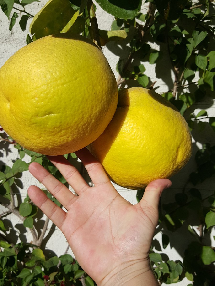 Back in California for Xmas. Biggest lemons I've ever seen!