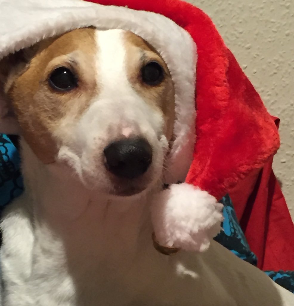 LizUK's tweet photo. Sparrow the Dog would literally do anything for a snack. Even pose with a Santa hat. #harddoglife https://t.co/TjZ7t02ZOu