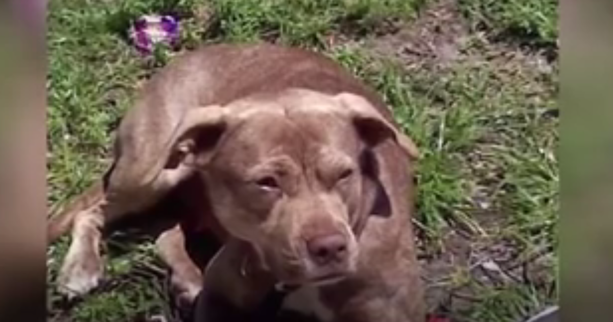 HuffPost's tweet photo. Get out the tissues: A pit bull is fatally stabbed while trying to protect her family https://t.co/HHLrxO74uu https://t.co/icHpWVTEKh