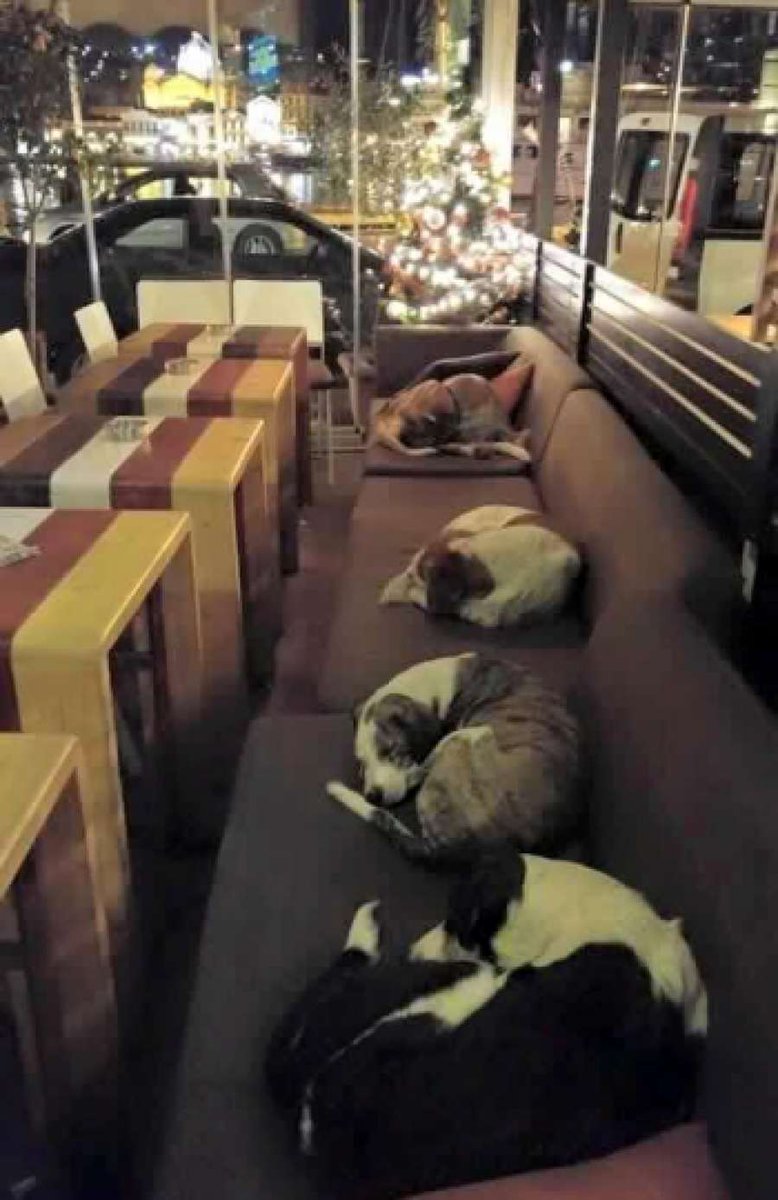 sextaNoticias's tweet photo. Una cafetería griega abre sus puertas a perros callejeros para que no pasen frío de noche https://t.co/KPhIsVXzCO https://t.co/X8uqnCghd6