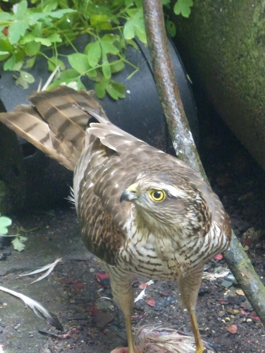 alhr2000's tweet photo. @Eric_of_trees 'My' sparrowhawk standing on the pigeon it had demolished on 8/11.No pigeons to be seen 4 weeks after https://t.co/E8UF77mPS0