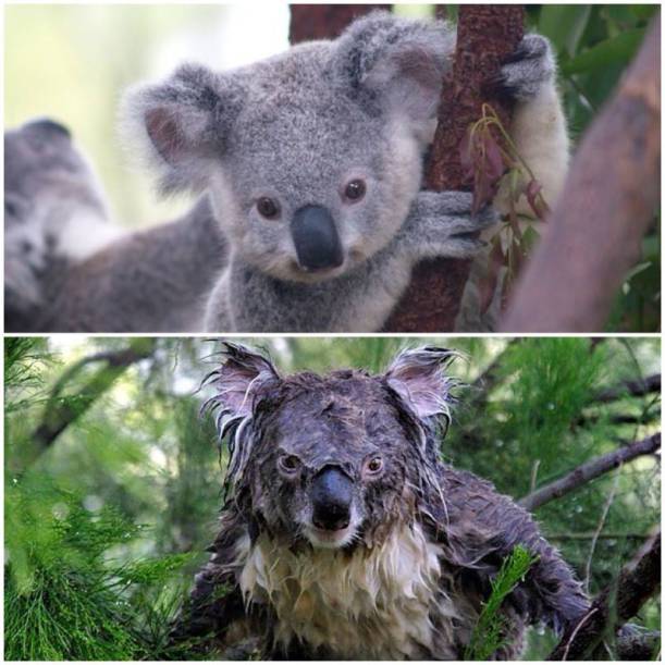 М̆̈о̆̈к̆̈р̆̈ӑ̈я̆̈ к̆̈ў̈ӑ̈л̆̈ӑ̈. Мокрая коала коала коала. Злая коала. Мокрый. Гигантская коала.