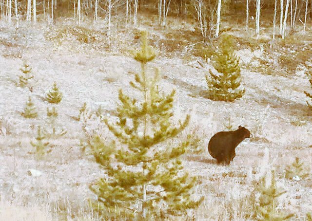 Chefsoutlook's tweet photo. A yes then #Bears #woods  #toilet #ah https://t.co/DlSKNiNxSO