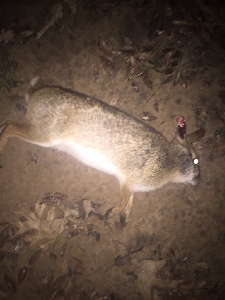 Just got a nice rabbit with the .22