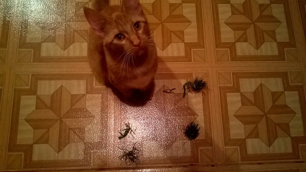 sheryl_monk's tweet photo. Omg...it's a #GarlandKillingField#BadBubba😉😂😻 Merry Christmas to all the beautiful #Kitties https://t.co/JRi2KwWUYU