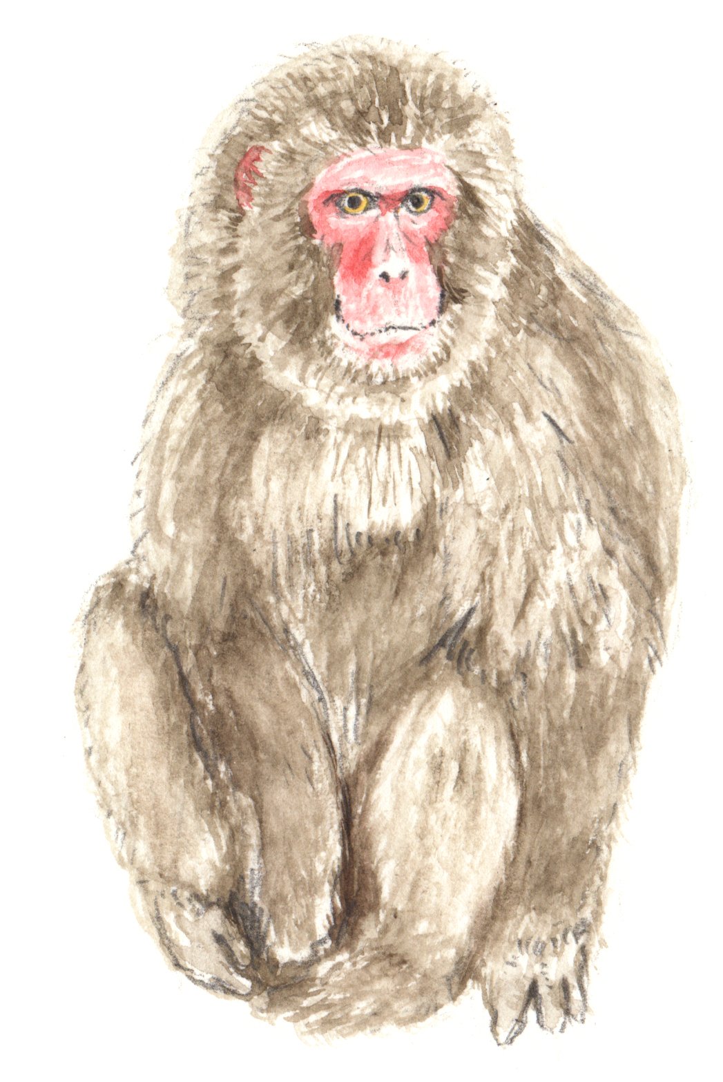 スギウラフミアキ Twitterissa おじいちゃんが年賀状 に猿の絵を描いて欲しいと言っていて 締め切り続きですぐには難しいと一度断ったけど やっぱり描いてあげようと今描いて持って行ったら もう絵柄の入った年賀状を買ってきてしまっていた スギウラフミアキ Twitterissa おじいちゃんが年賀状 に猿の絵を描いて欲しいと言っていて 締め切り続きですぐには難しいと一度断ったけど やっぱり描いてあげようと今描いて持って行ったら もう絵柄の入った年賀状を買ってきてしまっていた