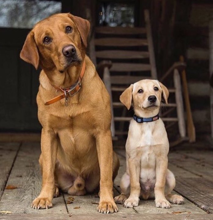 DHDogs tweet picture