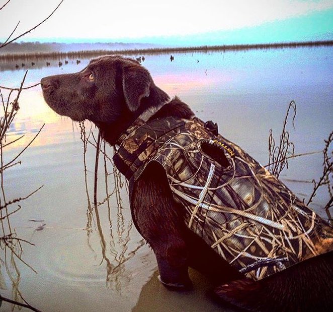 DHDogs tweet picture