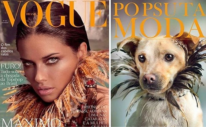 Homeless Pups Strike A Pose To Bust The Stigma Of Shelter Dogs trib.al/xuDbWTX