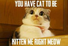 alltognow's tweet photo. The idea of #SilenceTheRacists #Caturday was cat-agious and we'd like to thank everyone for #tweet #RT #love #auspol https://t.co/yrvG25d9cK