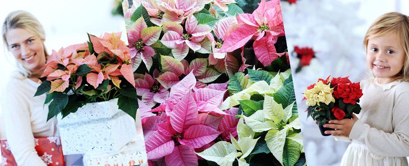 Vandaag #kerstster dag. Mooie gelegenheid om een dierbaar iemand te verrassen met deze stralende ster.