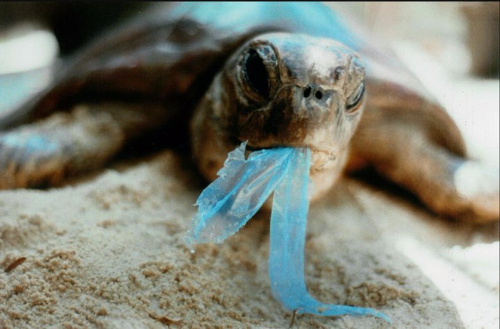 270Vote's tweet photo. "California throws away 123,000 tons of plastic bags each year, and too many of them end up as litter in the ocean." https://t.co/KgSRk53l1a