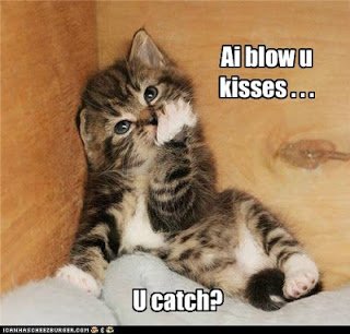 OnlineHate's tweet photo. Let's blow kisses today #silencetheracists #caturday #cronulla @alltognow #spreadnohate https://t.co/DXFTVdmJfA