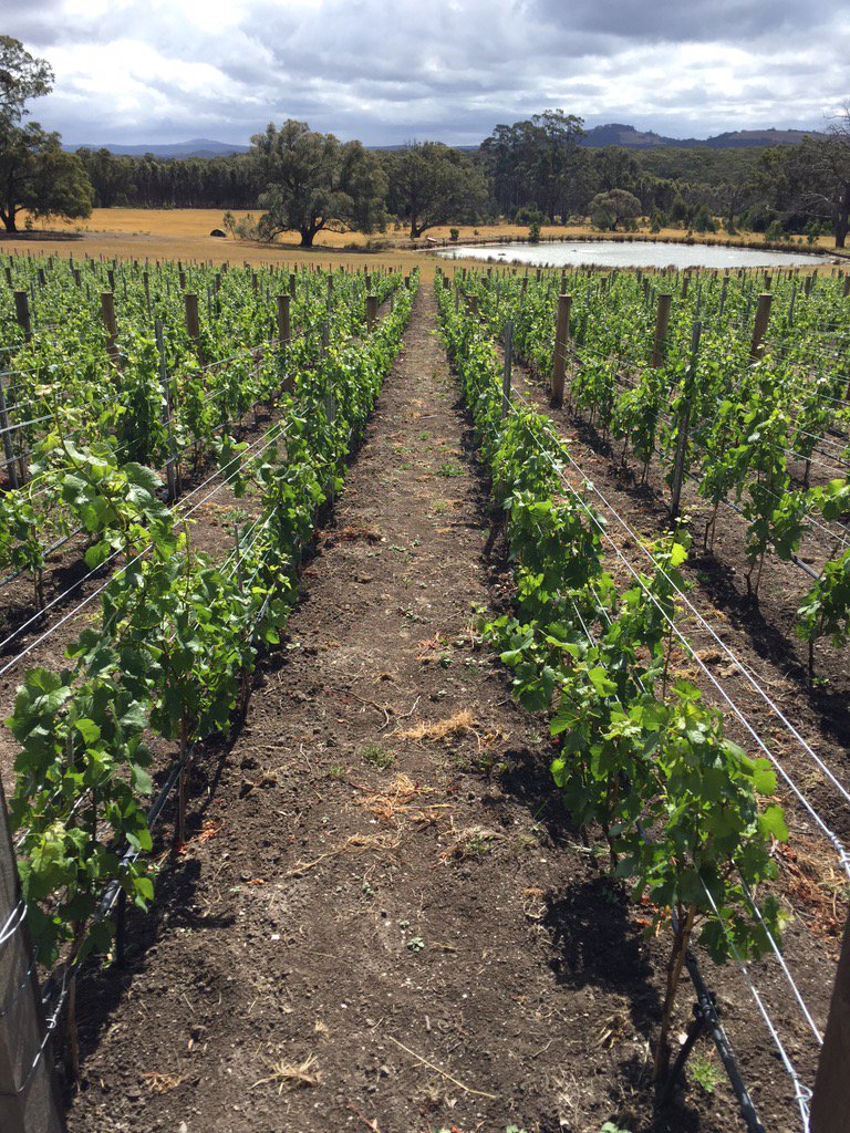 Happy High Density vines reaching skyward.  It's all about establishment for vintage 2017.  Intensive and rewarding.