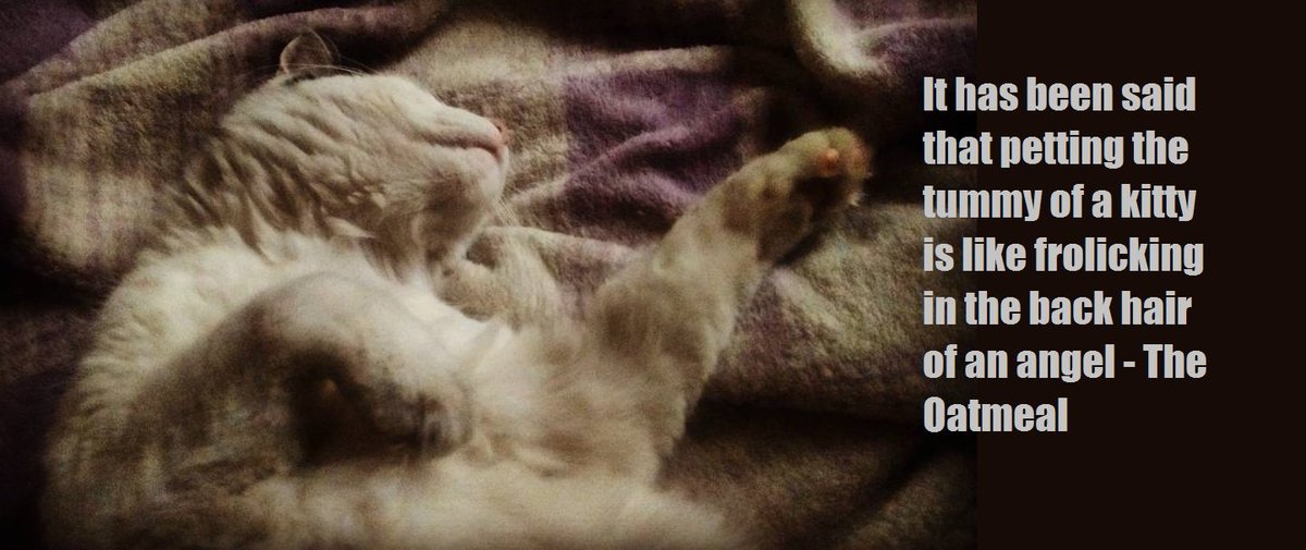 cfsmtbation's tweet photo. Resistance is futile. @OnlineHate @alltognow #silencetheracists #caturday #cronulla #spreadnohate https://t.co/hHnOdYAkDD