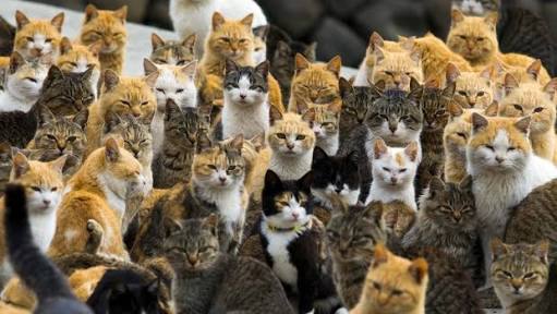 alltognow's tweet photo. Australia & it's coalition of #SilenceTheRacists #cat #Caturday letting the world know #wearethemajority #auspol https://t.co/O7Zzldyon3