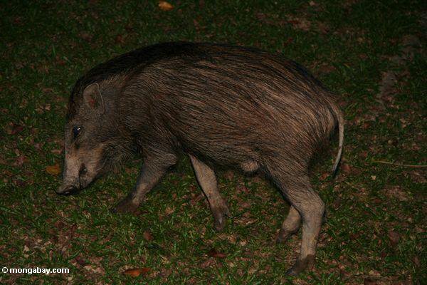 xcaperesort's tweet photo. There are a few bumbun or hides in Taman Negara for animals observation activities in taman negara https://t.co/m5JyOBxKuF