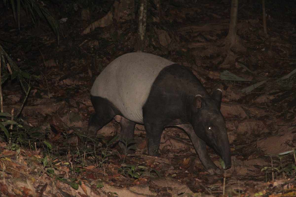 xcaperesort's tweet photo. There are a few bumbun or hides in Taman Negara for animals observation activities in taman negara https://t.co/m5JyOBxKuF