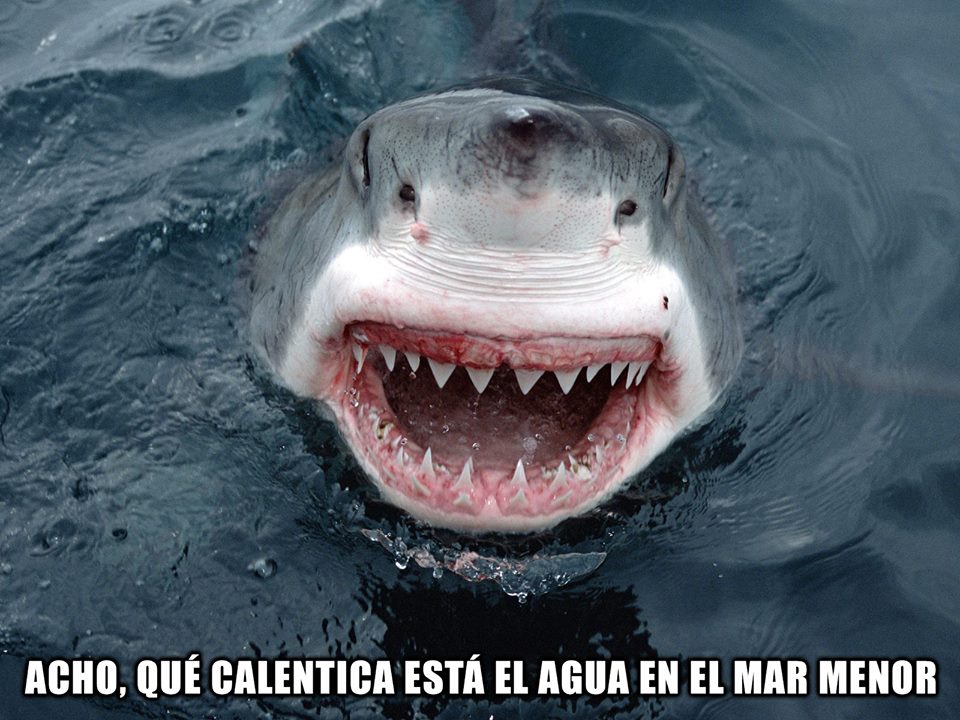 dipMurcia's tweet photo. @superperrete también nos trajo estos memes y otros más a #DDMur1 #diparty2015 https://t.co/V3aX5xZSnk