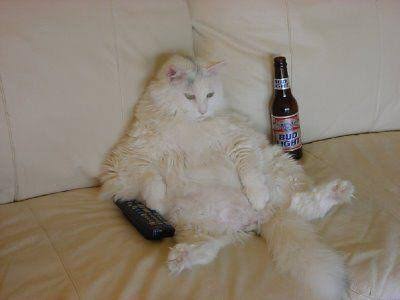 alltognow's tweet photo. #SilenceTheRacists #Caturday #STRC may be at a close but that doesn't mean we can't get in a few more #catpics https://t.co/Hfdf1joHBL