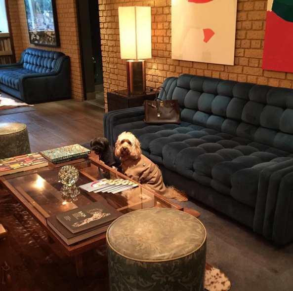 TheHariLondon's tweet photo. WOOF | The very lovely @MissDarcyAdventures paying us a visit. #PetFriendly #JetSetPups https://t.co/Hu6B2LGU9E