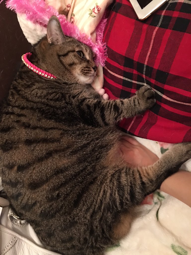 🍉中川翔子🍉🐈‍⬛ tweet media