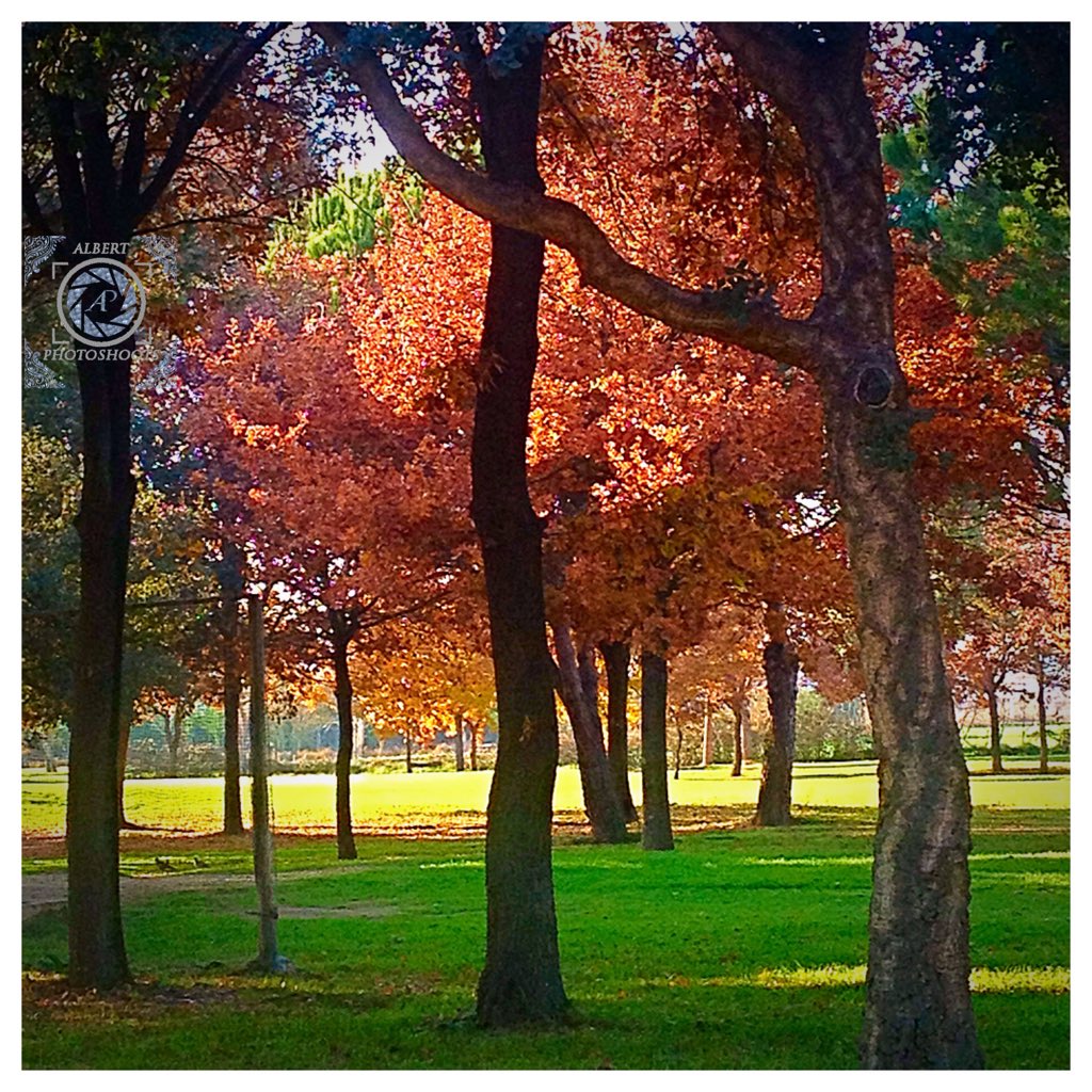 Alb_Photoshoots's tweet photo. The #amazing #autumn #colors. Good #morning, #ladies &amp; #gents. Lets's #play! https://t.co/aeIL8Dfbha