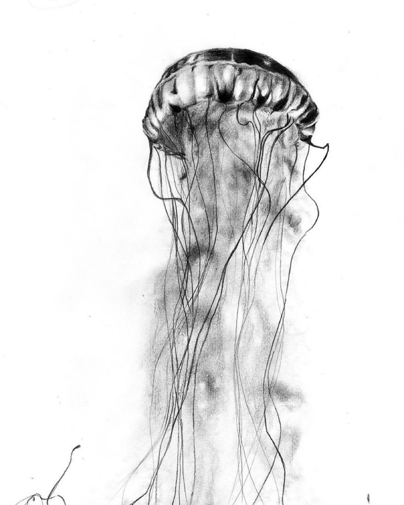 Top more than 77 jellyfish pencil sketch in.eteachers