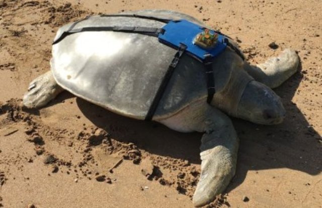 KatGledhill's tweet photo. AMAZING! >60 yr old Flat back #turtle is being tracked by satellite! https://t.co/VHE9xvgYzc #turtlescience https://t.co/VXLWXaF4B7