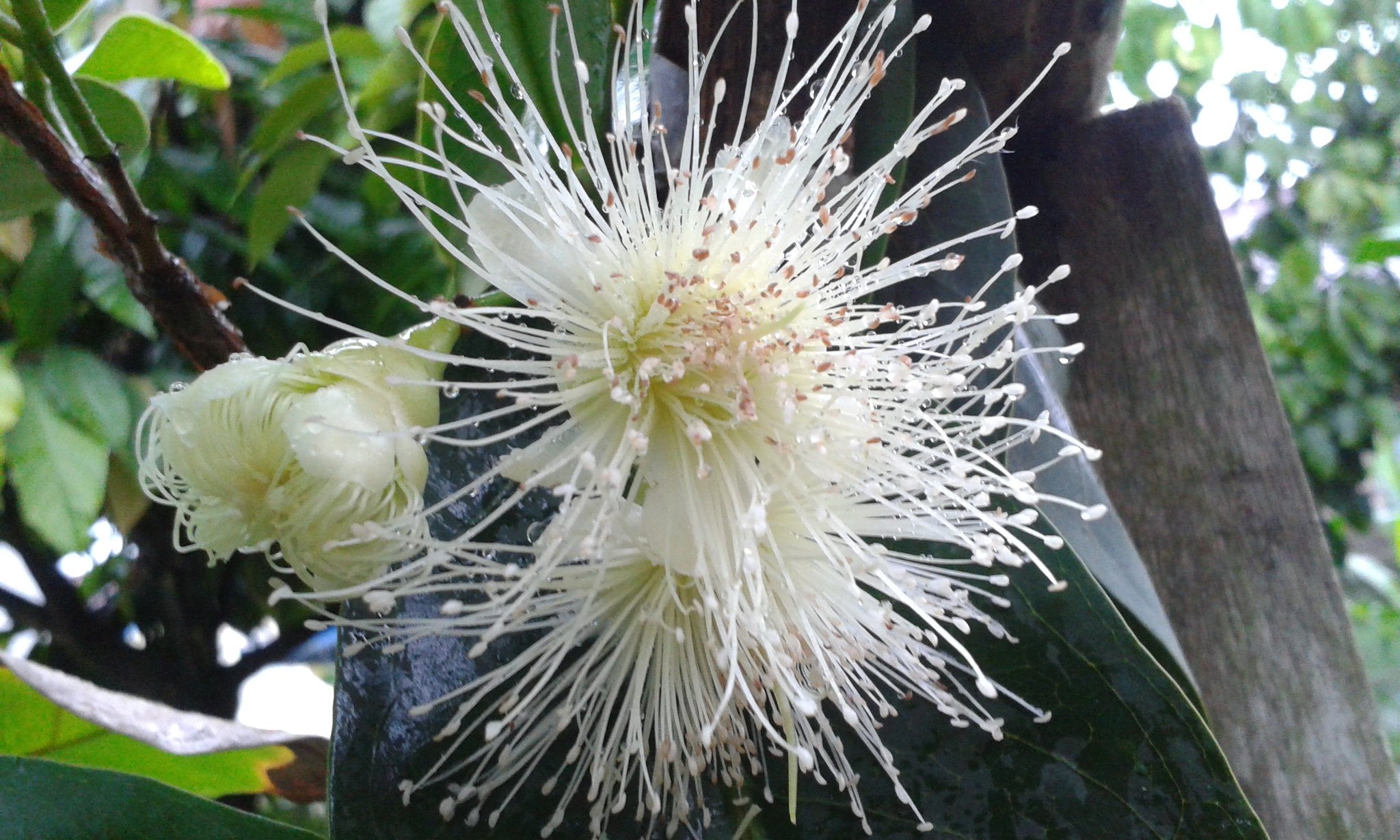 budidaya tanaman jambu air madu ORDINARY ME