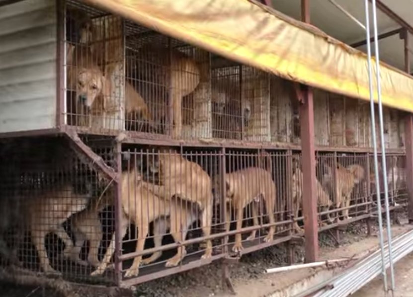 Korea Observer's Documentary: MAN BITES DOG IN #SOUTHKOREA ❗Graphic❗ m.facebook.com/story.php?stor…  .<a href="/govkorea/">정부24</a> .@TheKFDA