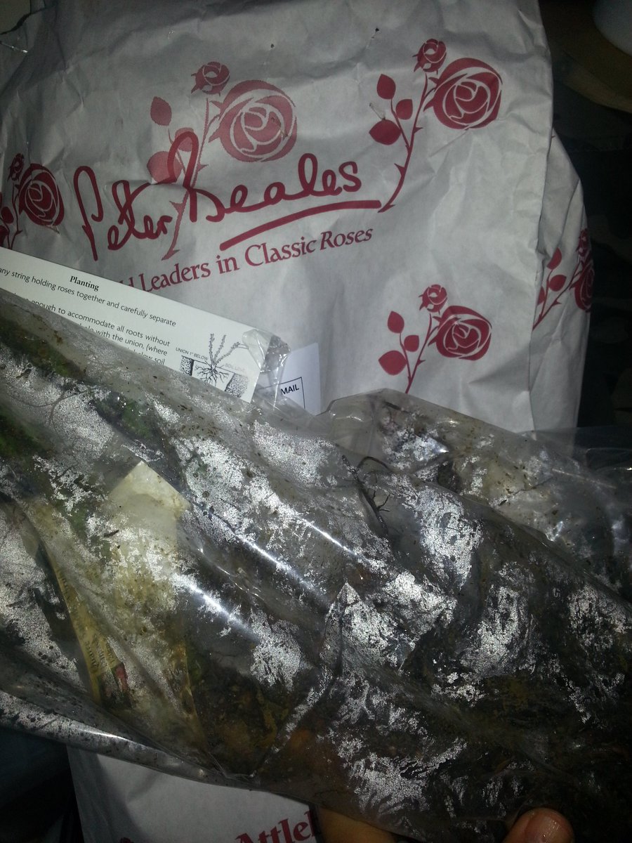 BotanicRev's tweet image. excited to receive some old Damask roses 'quatre saisons' in post #essentialoil #rose