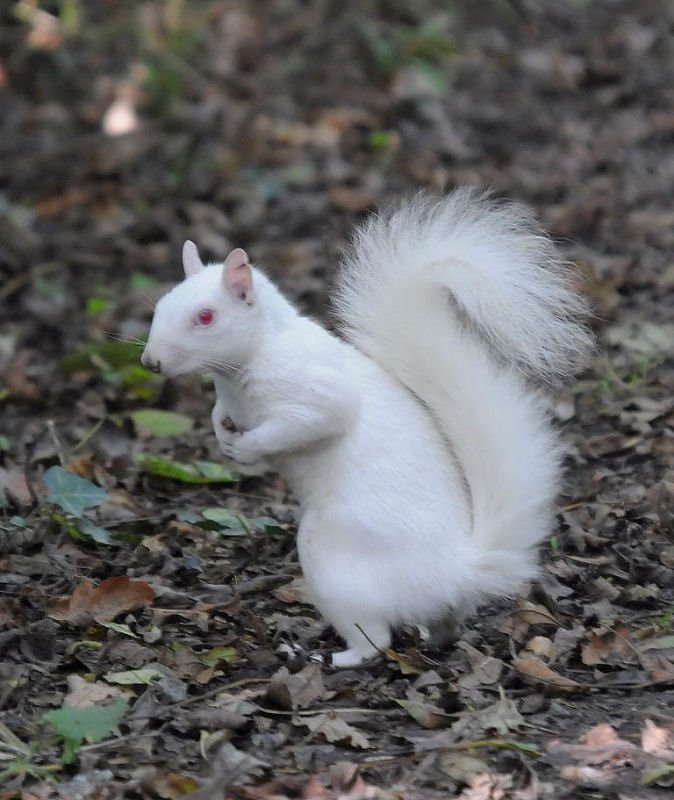 <a href="/BTO_GBW/">BTO Garden BirdWatch</a> <a href="/dublinjohnski/">john fields</a> <a href="/guardianeco/">Guardian Environment</a> One taken in Alexandra Park, Hastings.