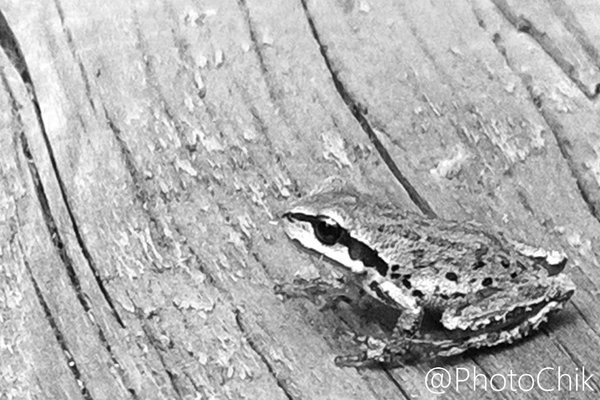 Froggy friend https://t.co/Vf8CvzZhH3<a href="/tag/curvy"class="tags"><span>#curvy</span></a>