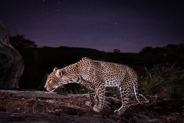 CapTheMomentPic's tweet photo. 'Studio' #Wildlife #Portraits Captured with #Camera #Traps and #Flashes https://t.co/dzm9Jrouc6 https://t.co/ykhCdeecVz