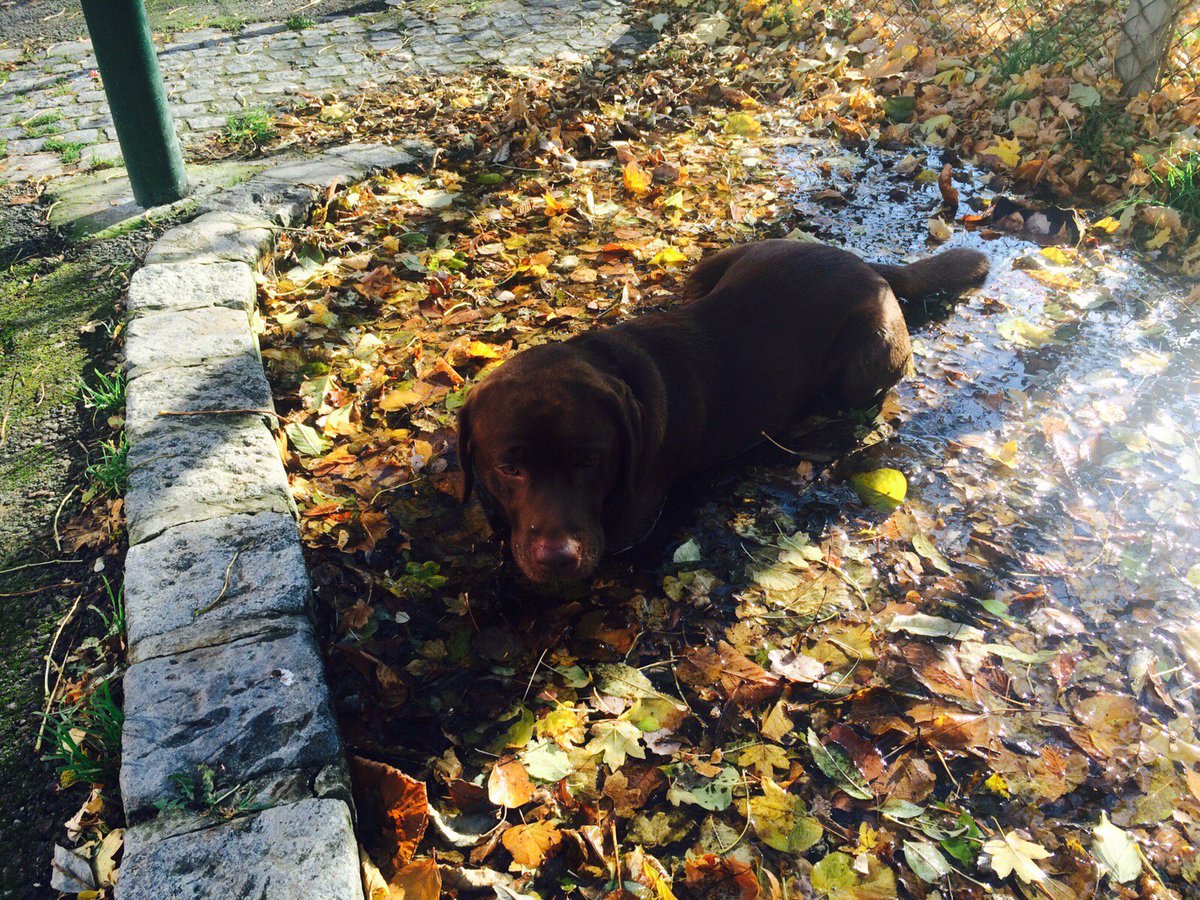 whereisarchie's tweet photo. I suppose u thought it was funny not to tell me there was water beneath the leaves when you threw my ball there !! https://t.co/6BBL2ltNX3